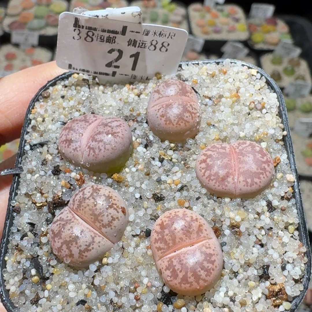 Sss便宜清了便宜21