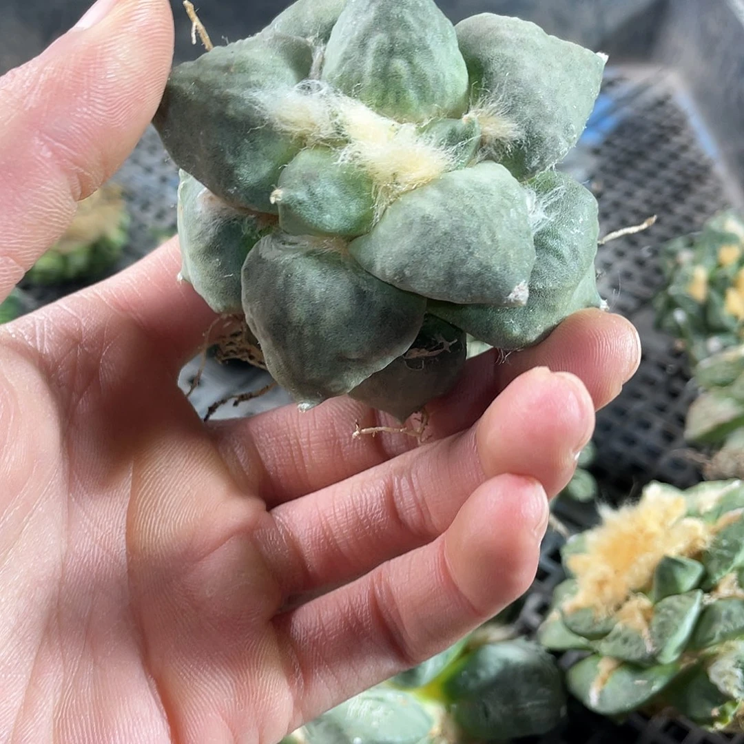 28号自根练手牡丹