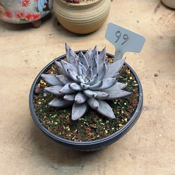 多肉植物，魔爪99号