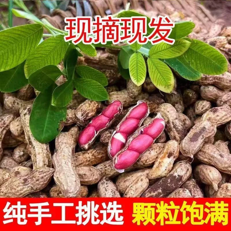 新化农家带泥红米花生
