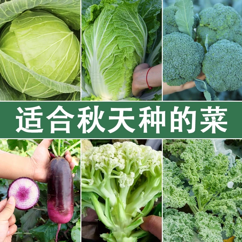 秋天的菜苗白菜苏州青甘蓝花菜西蓝花芹菜蔬菜苗南方北方盆栽2