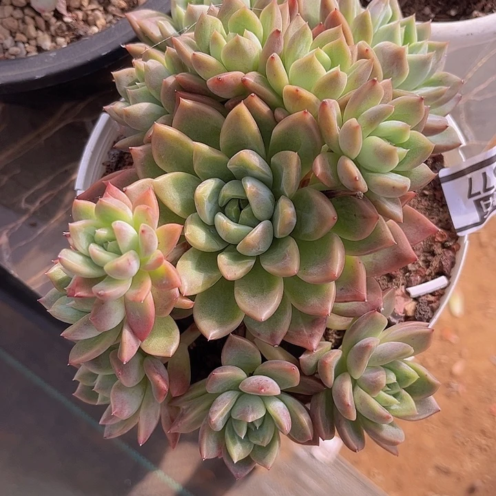 红酒香槟杂0577多肉植物