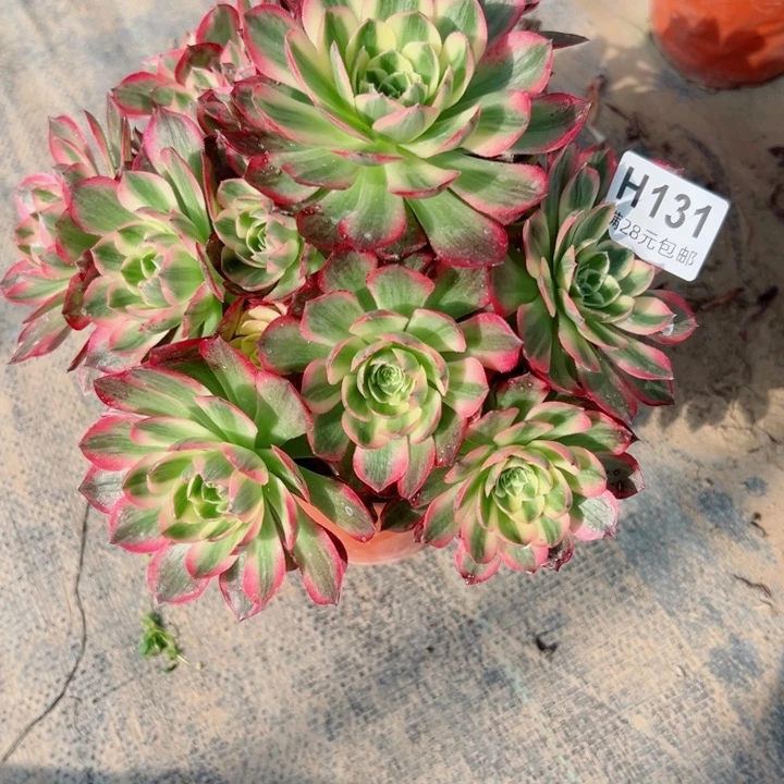 131海王瑕疵多肉多