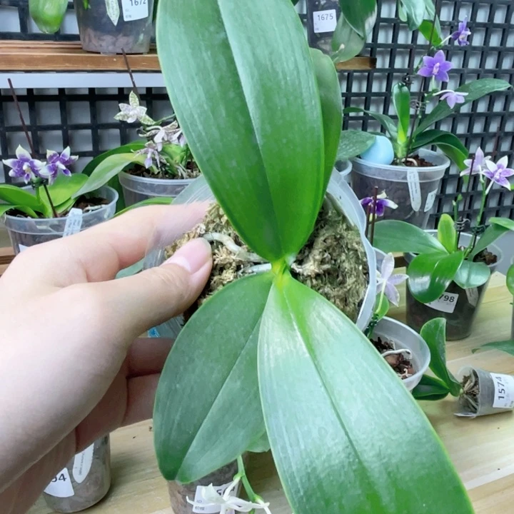 完全开放蓝路帝-1670