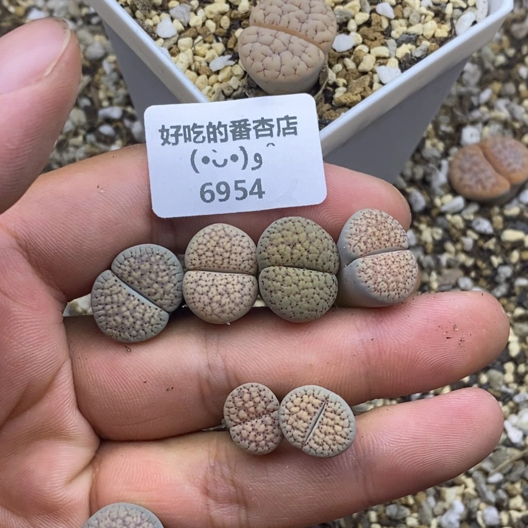 杠***精6954。18包邮.当天凑哦。新疆西藏88包邮