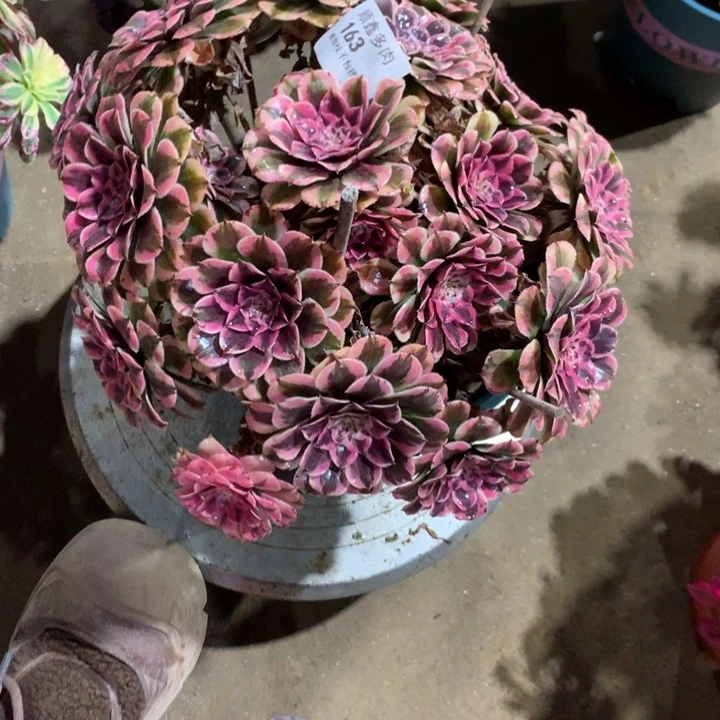 163粉同多肉植物