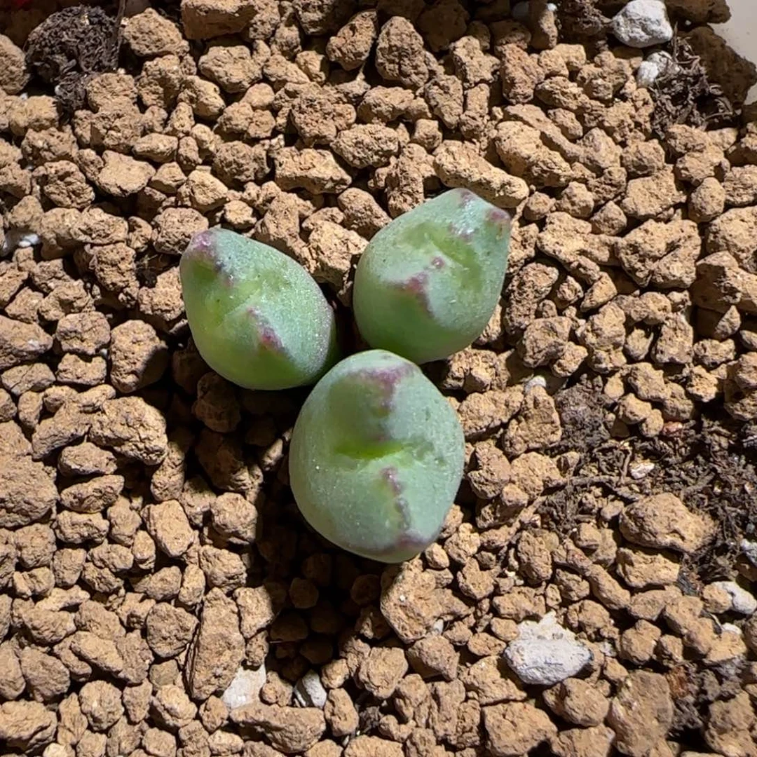 肉锥多肉植物组合-红线元宝955