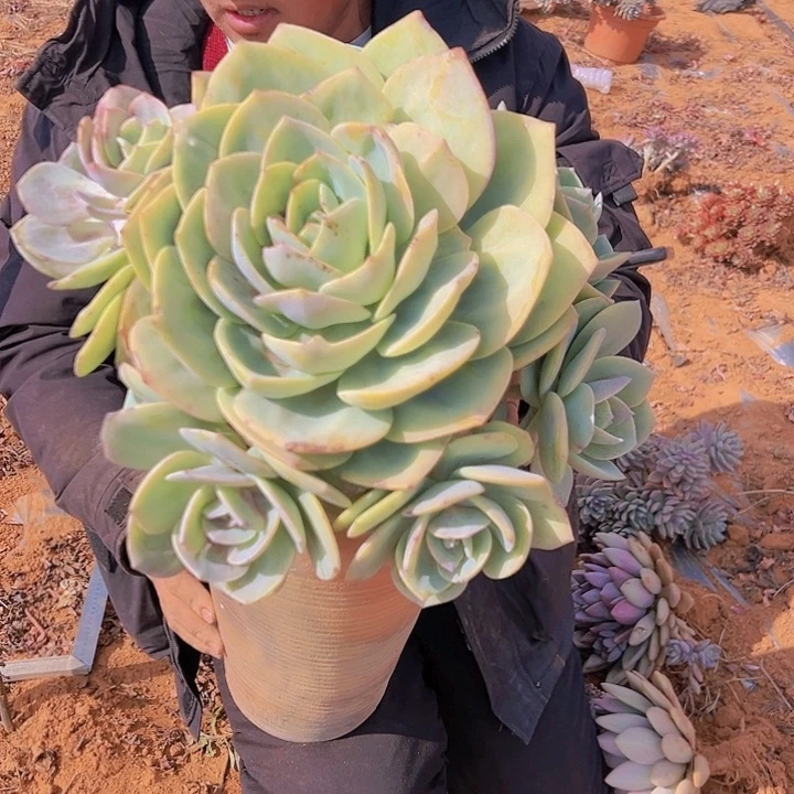 大白凤 多肉 30cm发货