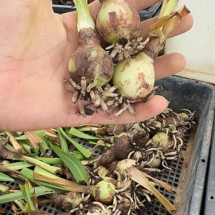 鬼p朱顶红一棵3+