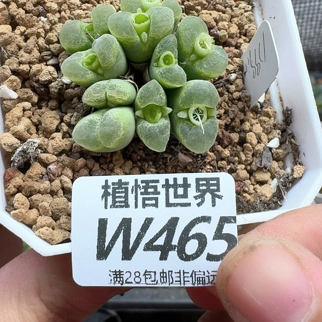 多肉植物的人生fgh