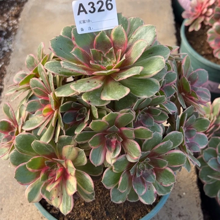 326黑魔锦22厘米左右半木质