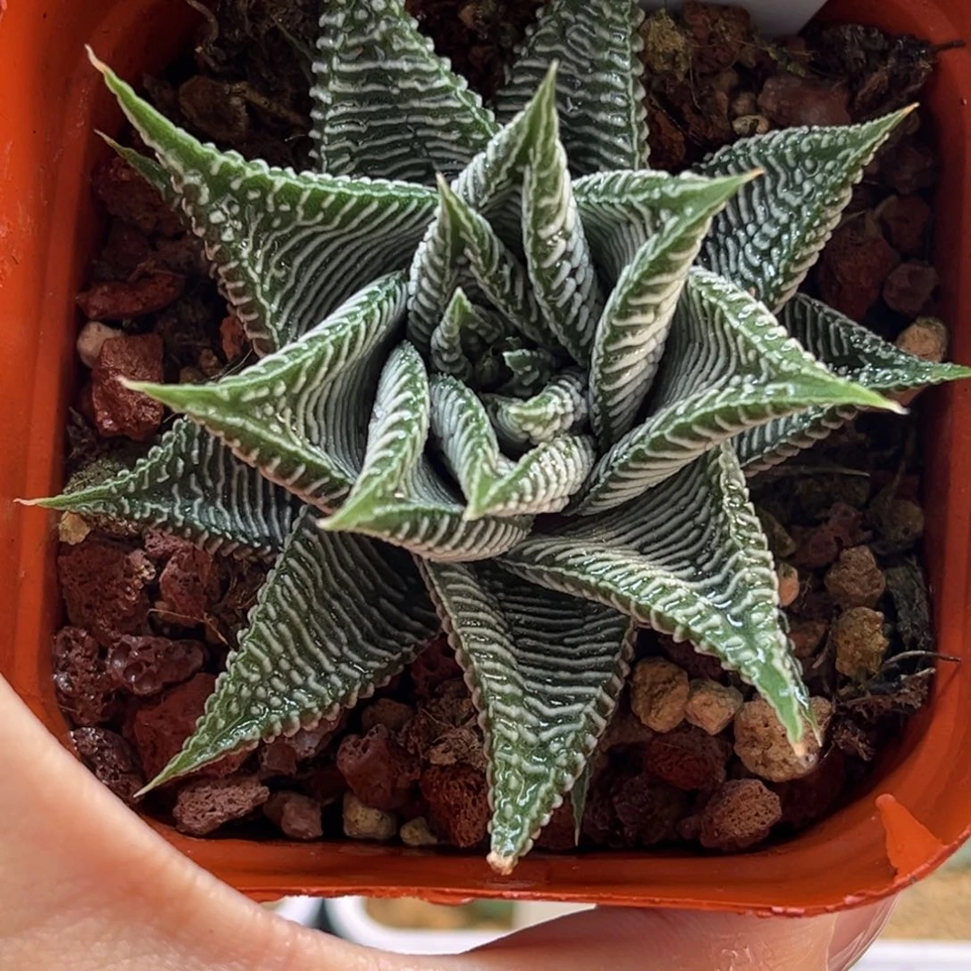 32硬叶斑马福利专场