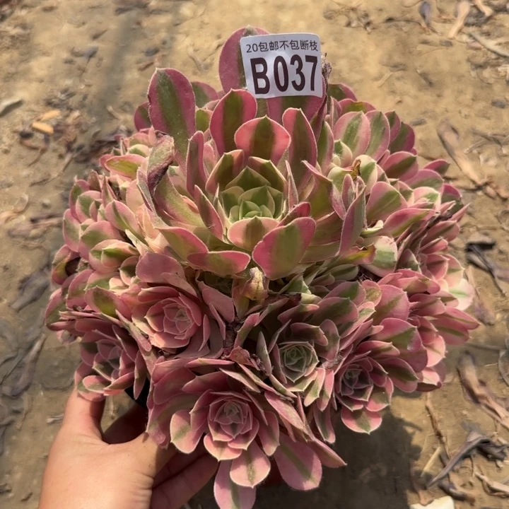 女巫……多肉植物……