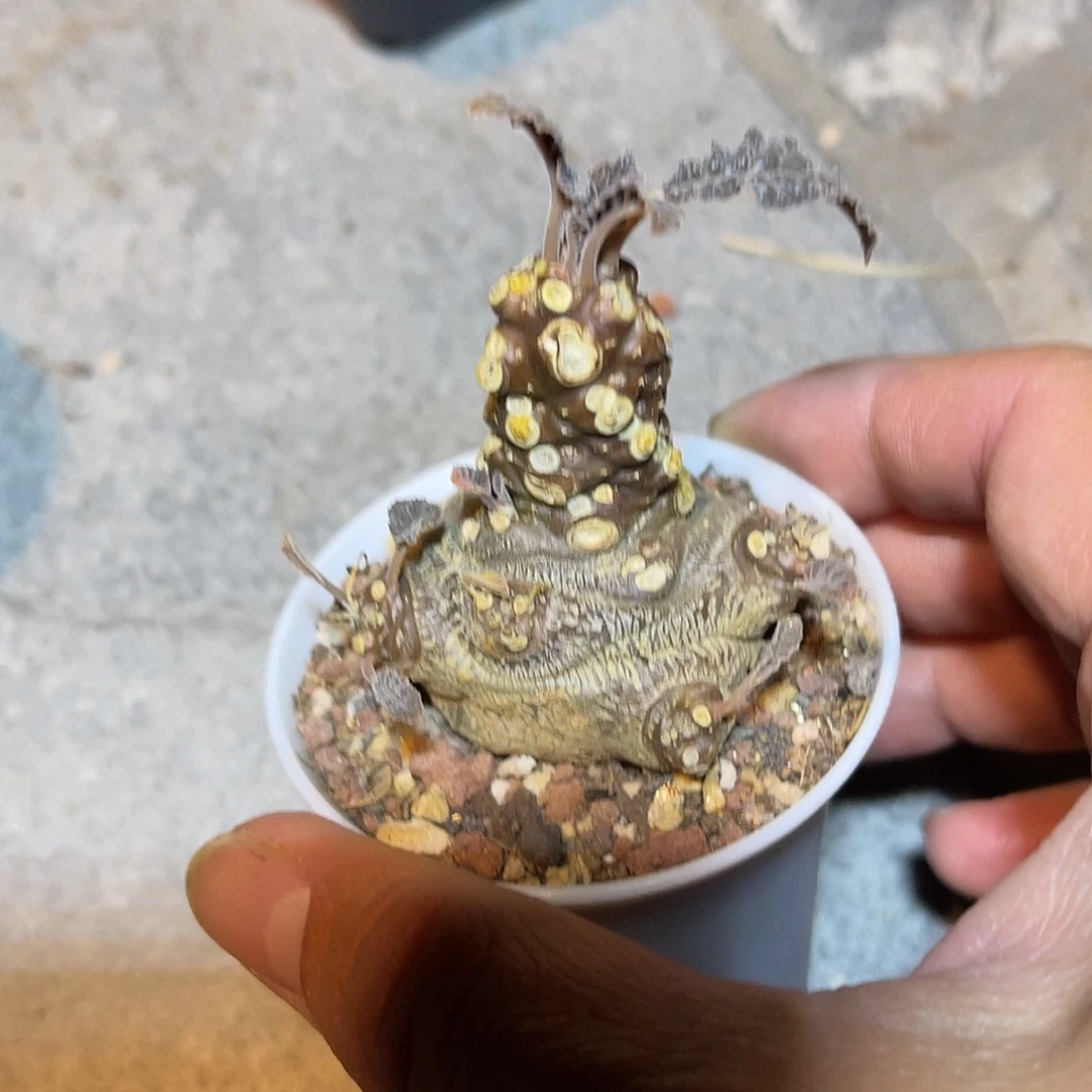 实生琉桑块根一物一拍