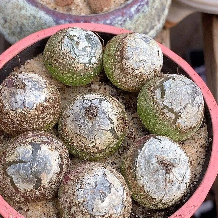 7545大灯样本一颗