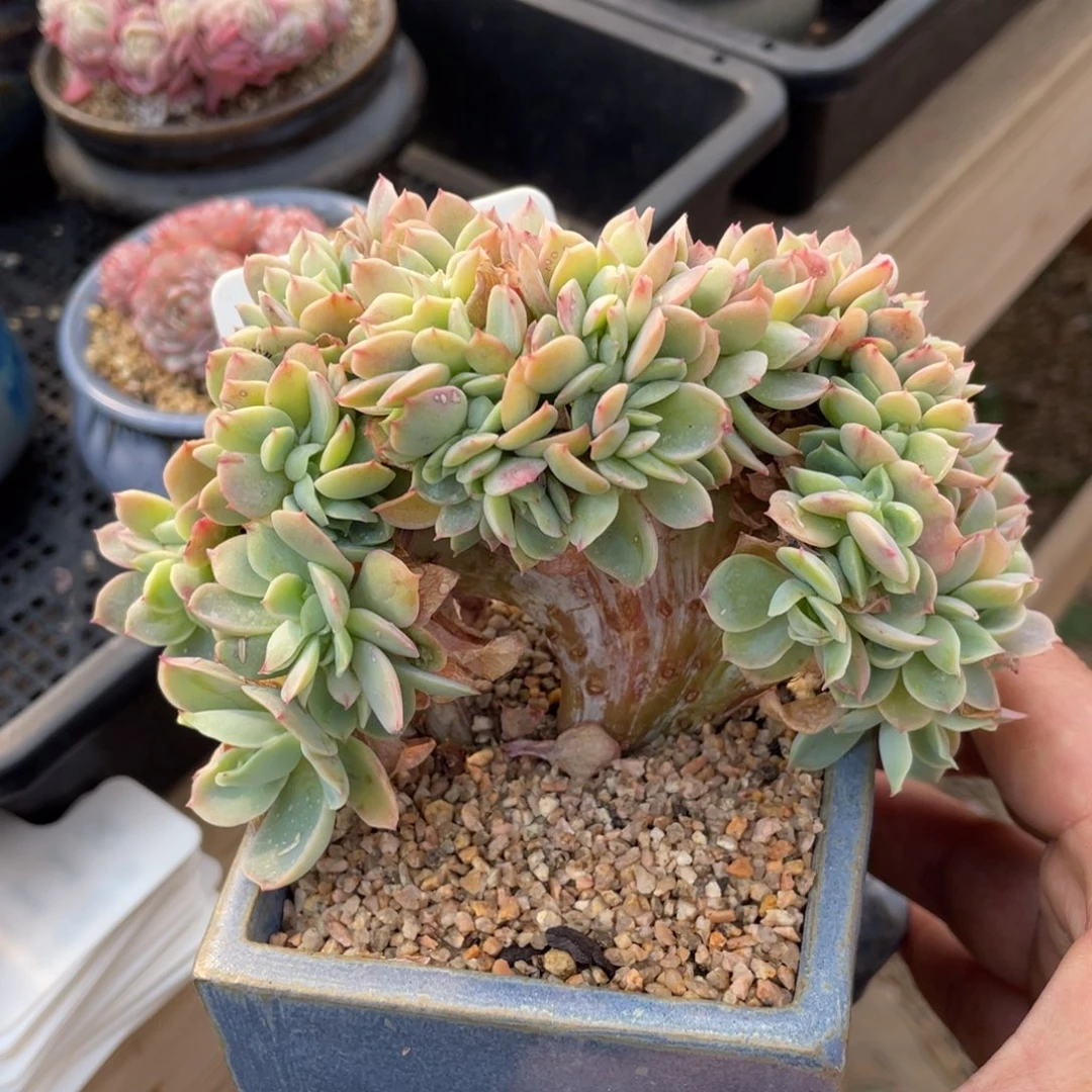 0052碧桃缀不带盆14厘米