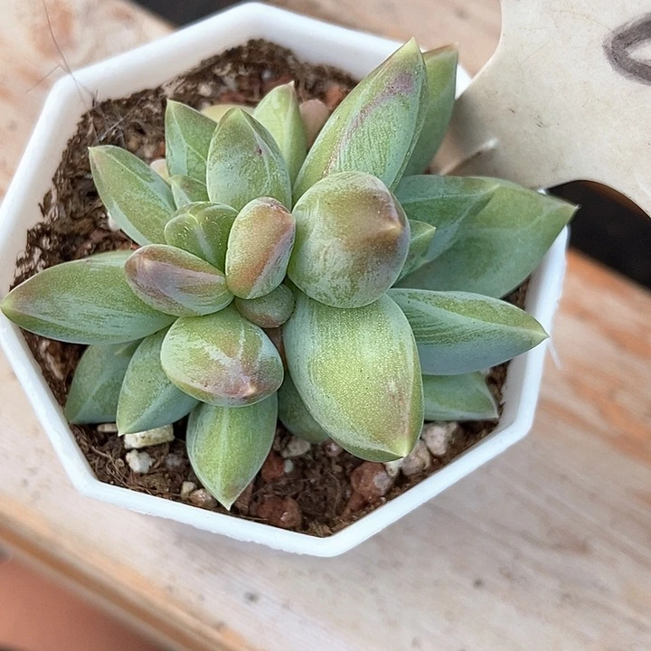 多肉植物重楼908