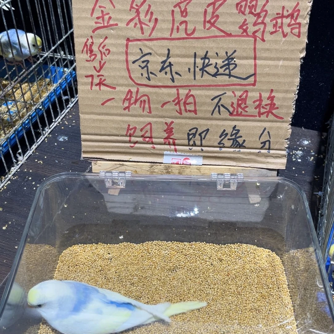 虎皮鹦鹉金彩虎皮鹦鹉母，一物一拍不退换竞拍