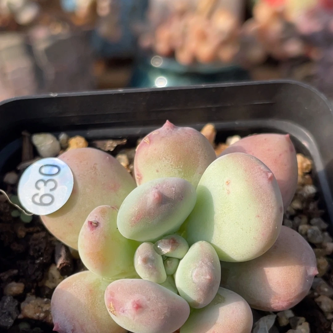 萤火虫奶酪多肉植物