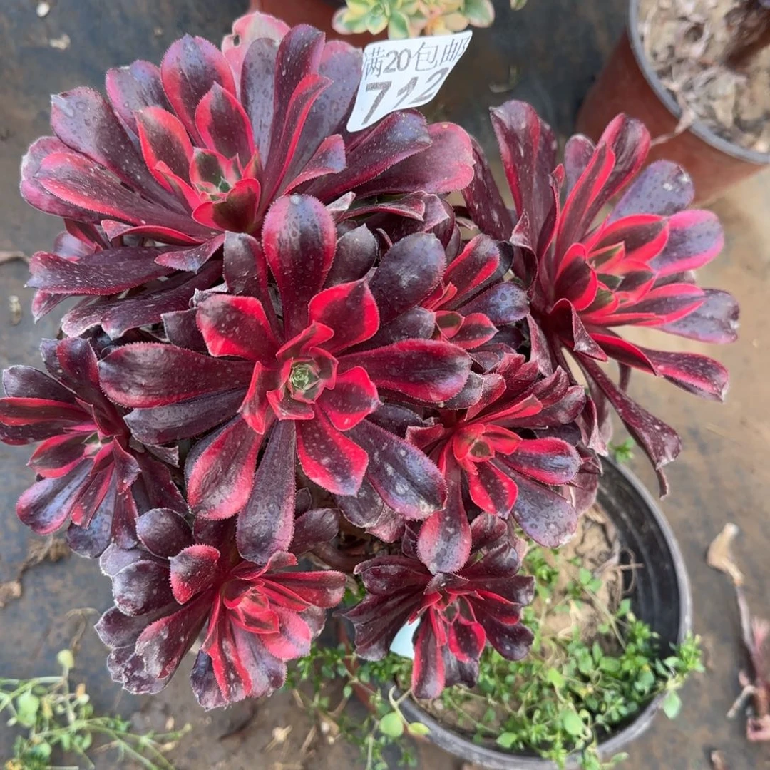 蒙娜丽莎712满20包邮断枝不包