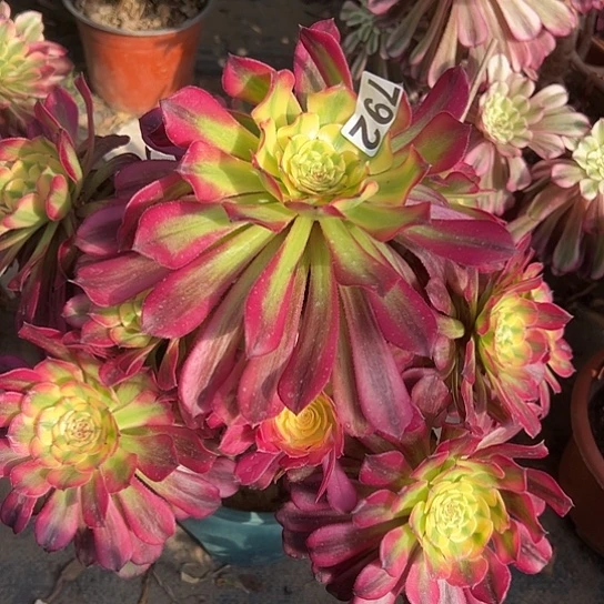 冬**芳一颗多肉法师植物