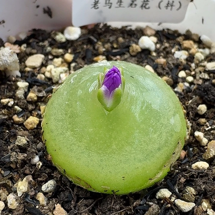 老马生石花2.7灯泡2531