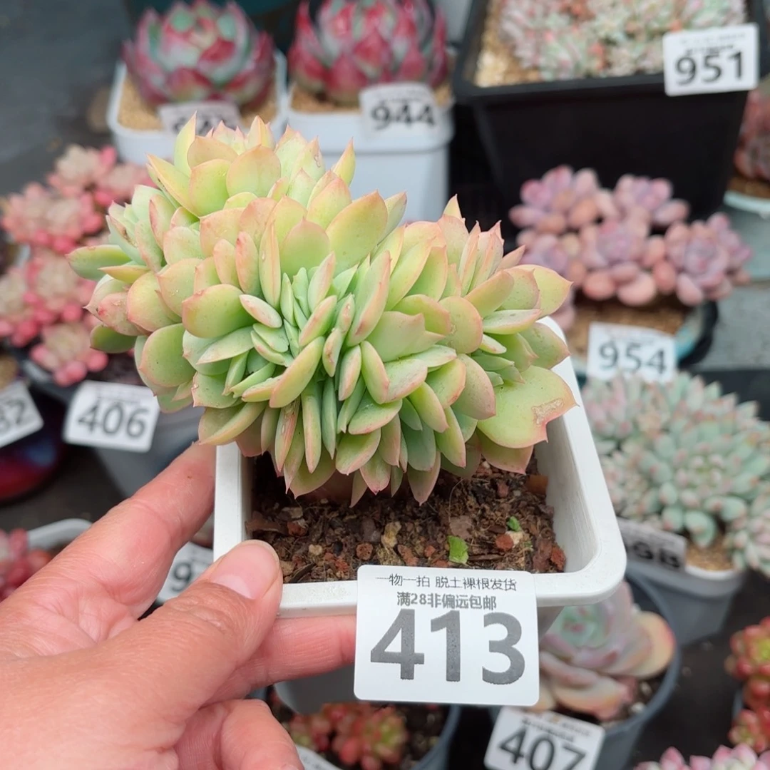碧桃缀无盆土发货