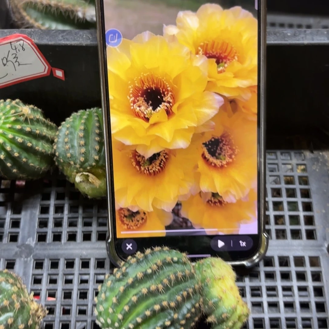 黄花黑喉瑕疵无根侧牙20包邮三公分4