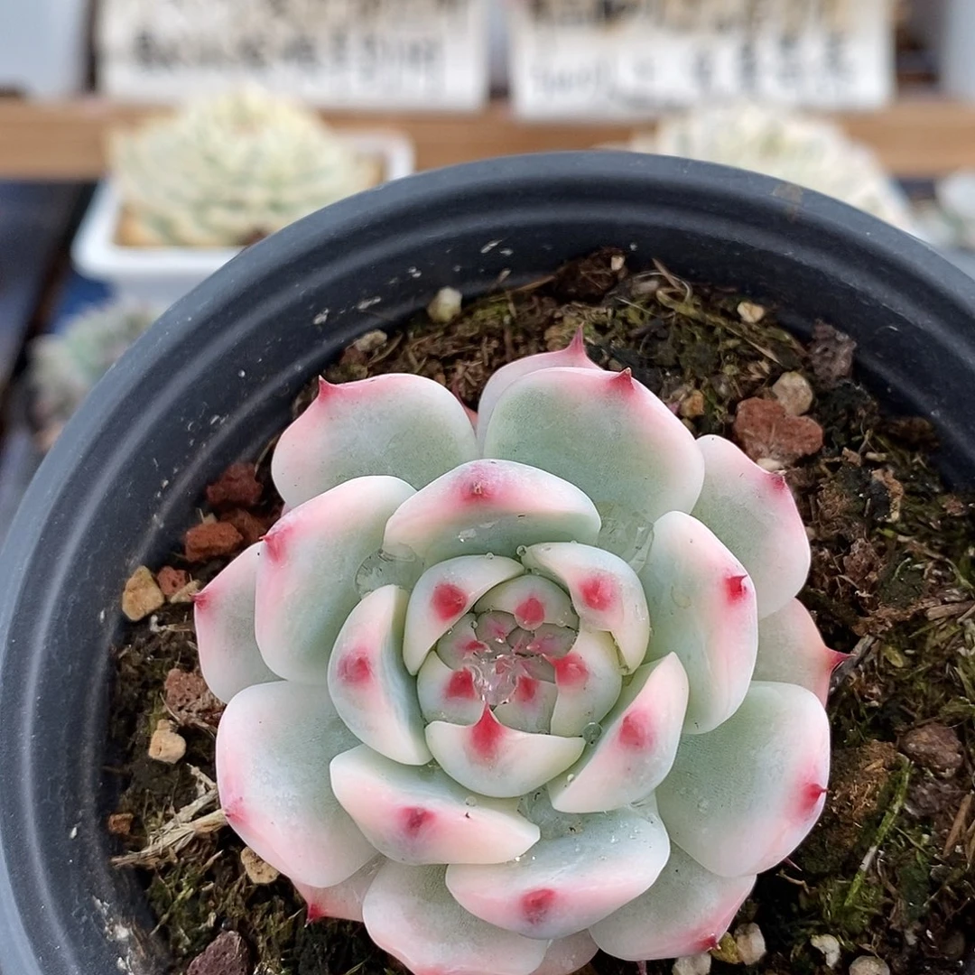 08235 吉娃娃覆轮锦