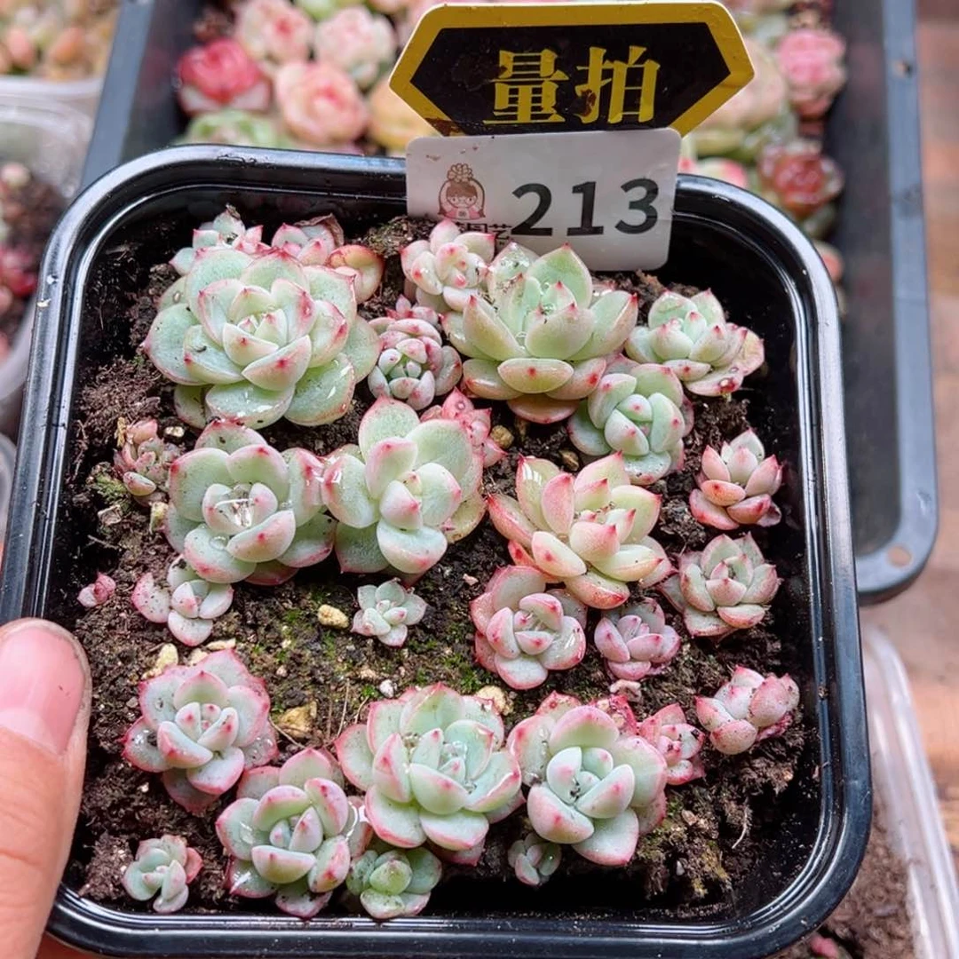 多肉植物多肉植物