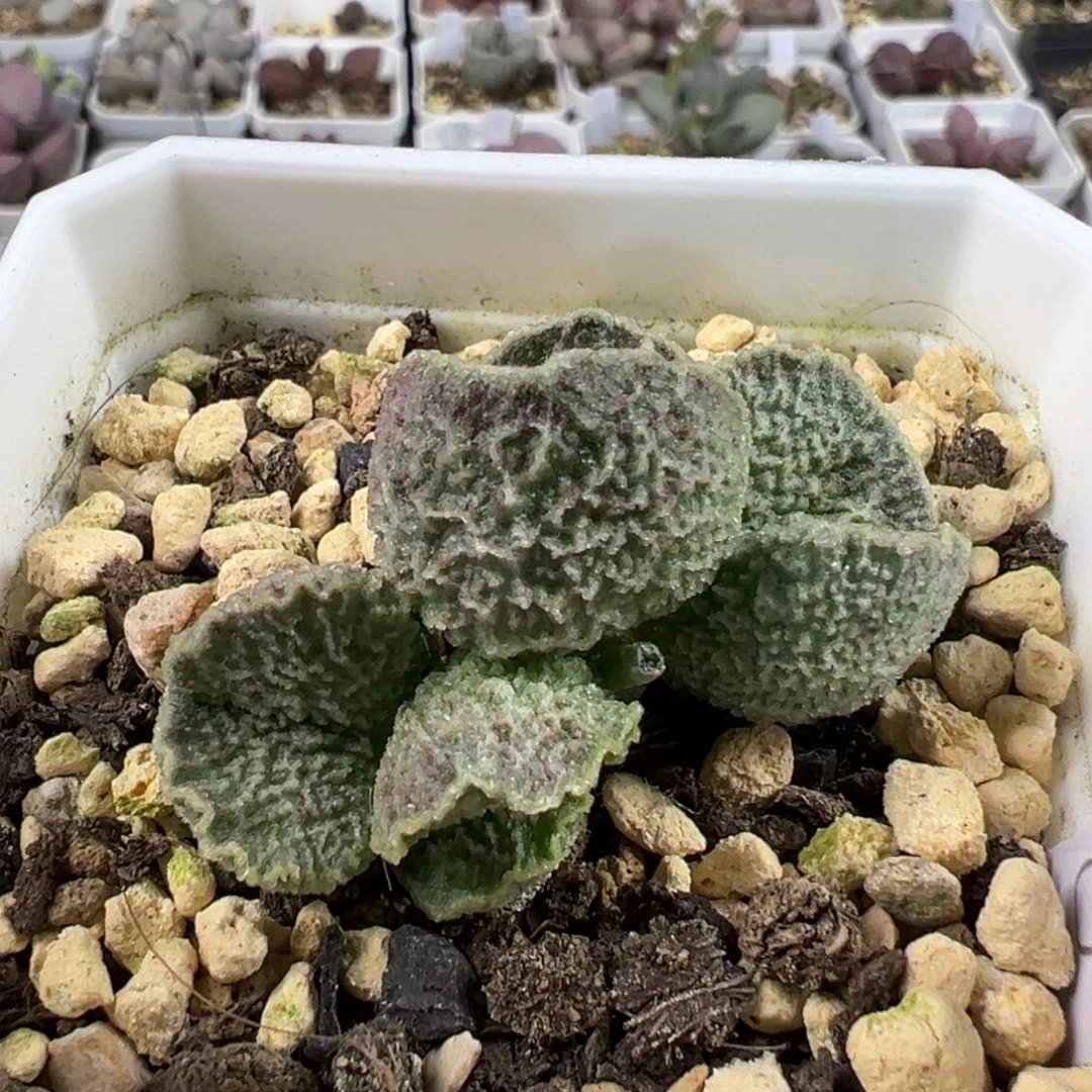 绿色系冰晶纹路款实生新品