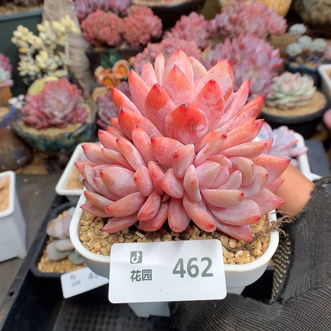 462雪天使多肉植物66666