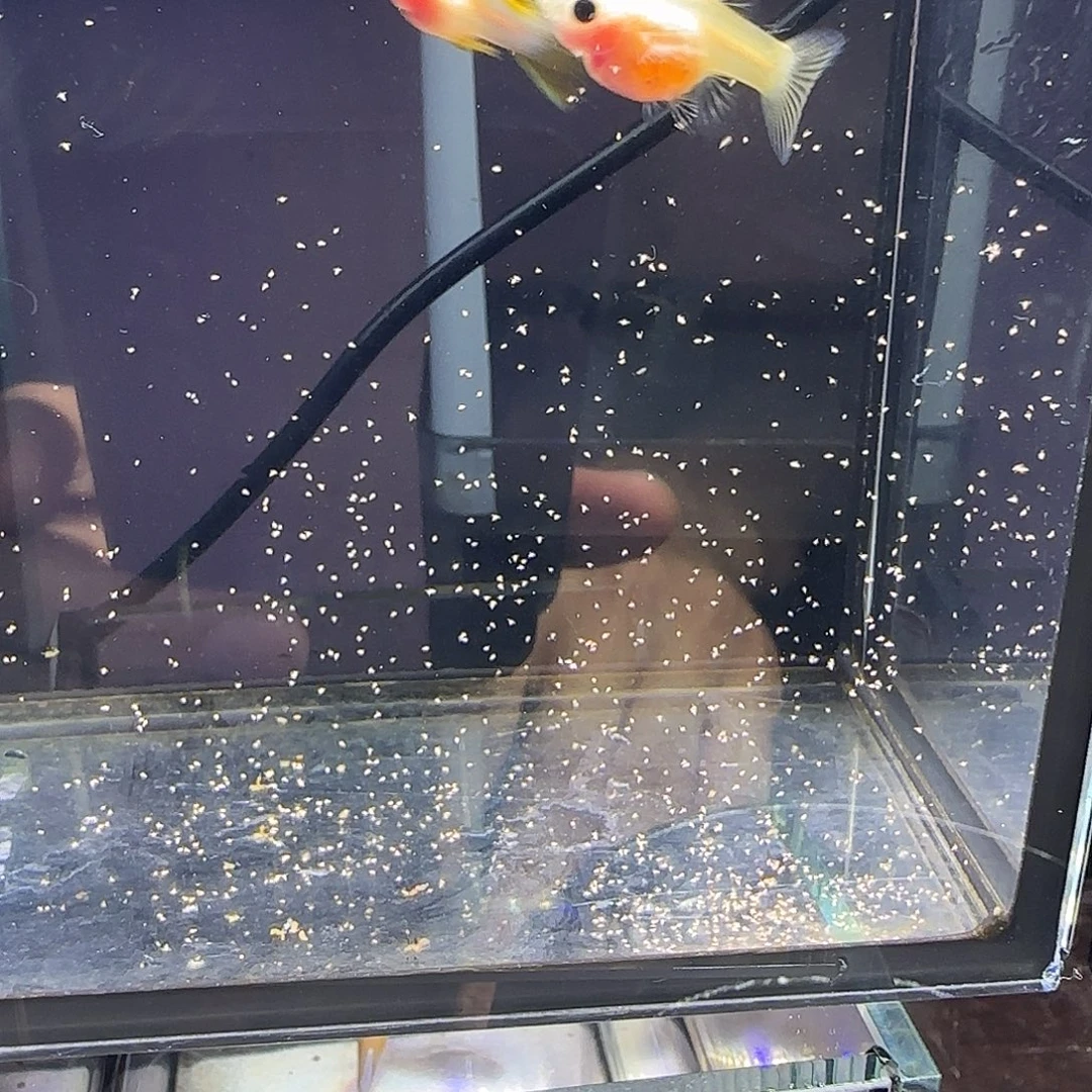 孔雀鱼粉猫幻彩一对