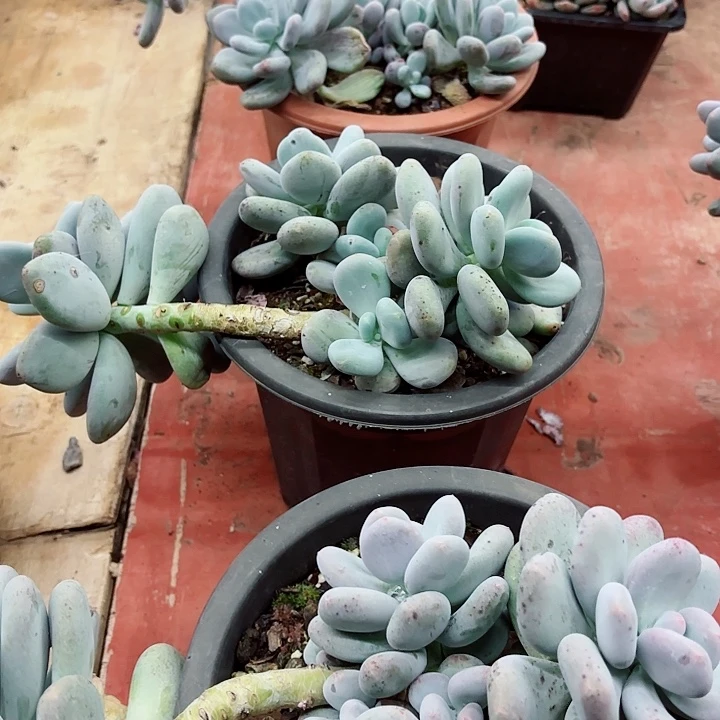 大叶奶中场福利多肉