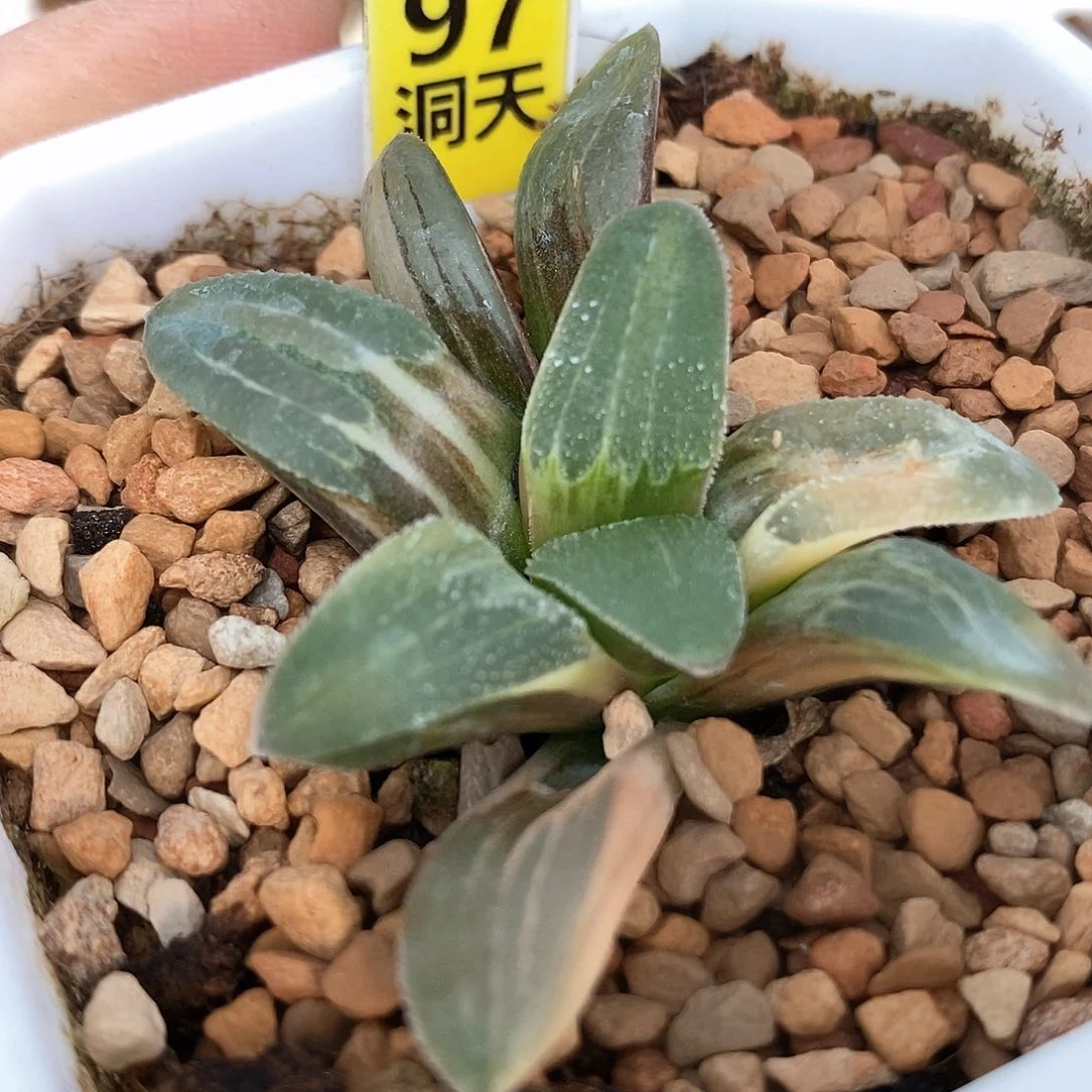 红陶97号蓝光磨面锦一物一拍