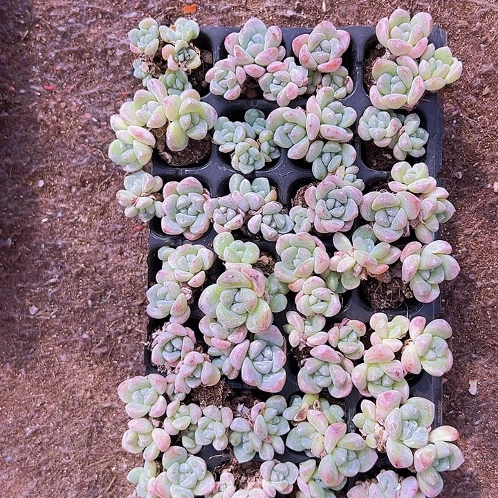卡***宝定向群生奶油冰玉，28颗款！！！