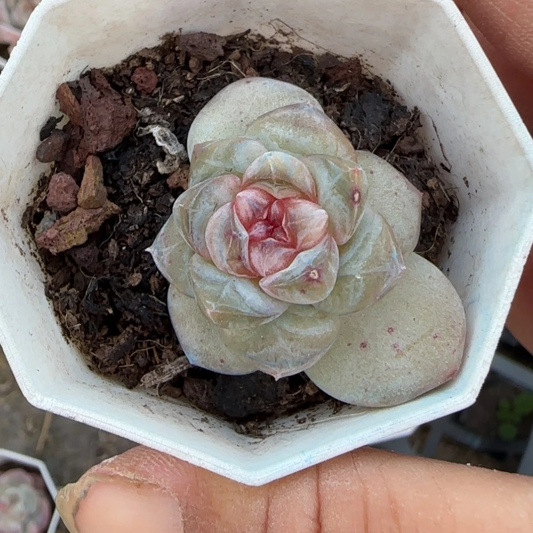 小卡拉米糖心一物一拍