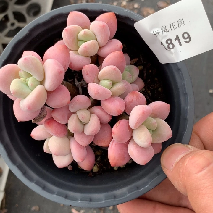 晚****吃18号下午场，1819一颗。