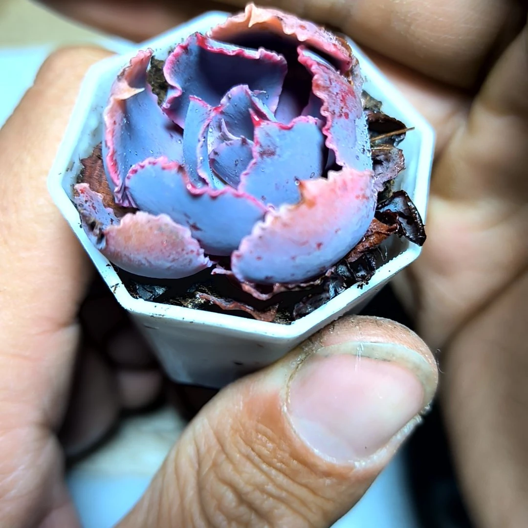 满9元包邮，晚霞之舞老苗八角盆无售后干死的