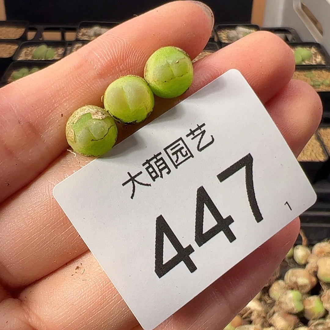 一物一拍           447