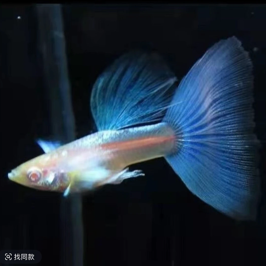 天空蓝孔雀鱼，天空蓝种鱼1