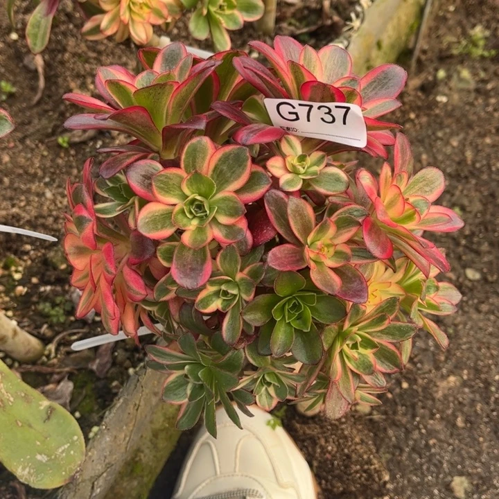 737魅金玫瑰锦多肉植物