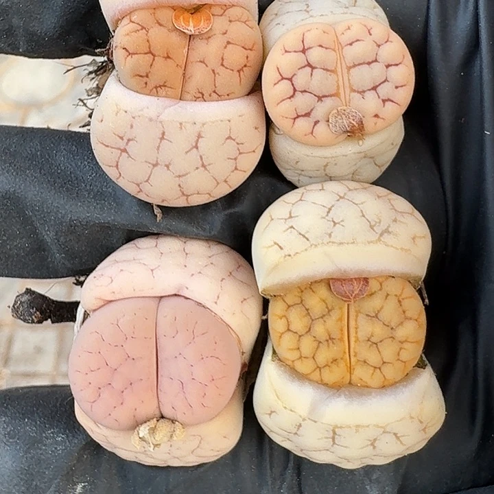 生石花222322。   69