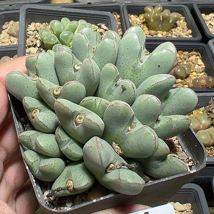 784号特价少将多肉植物