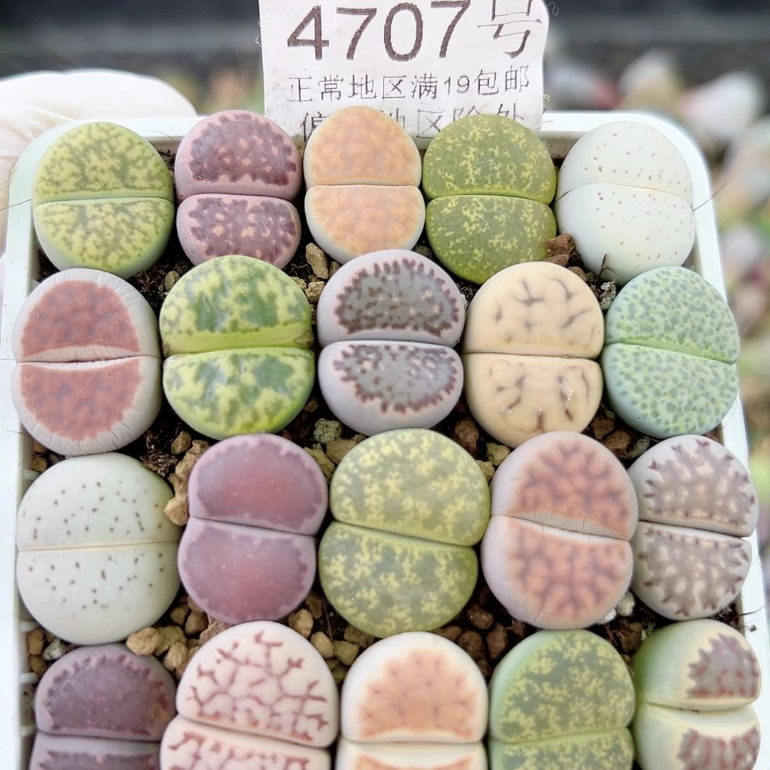 4707 好养易活生石花大母本