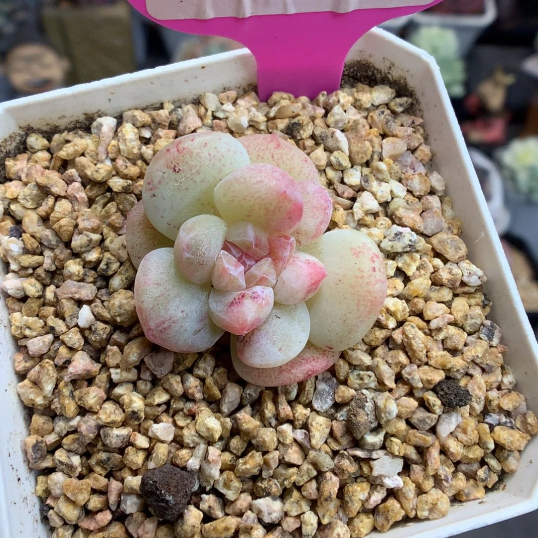 3冰玉石化多肉植物
