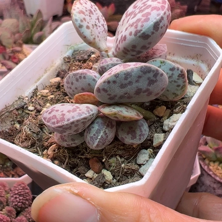 一物一拍，感谢支持