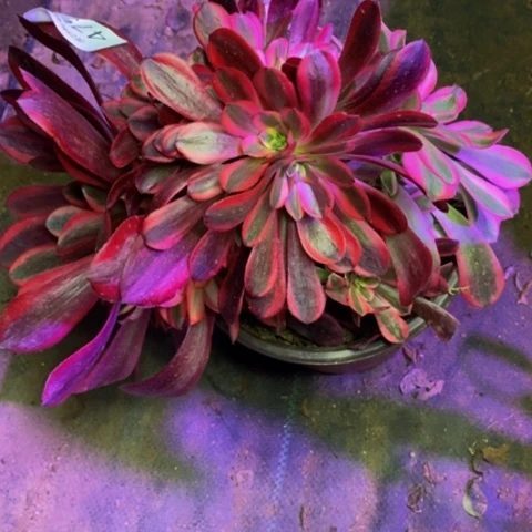 美杜莎多肉植物4757