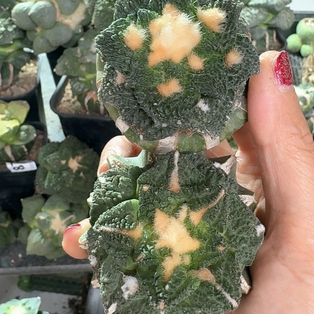 【闪购商品】无花朵两颗福利牡丹