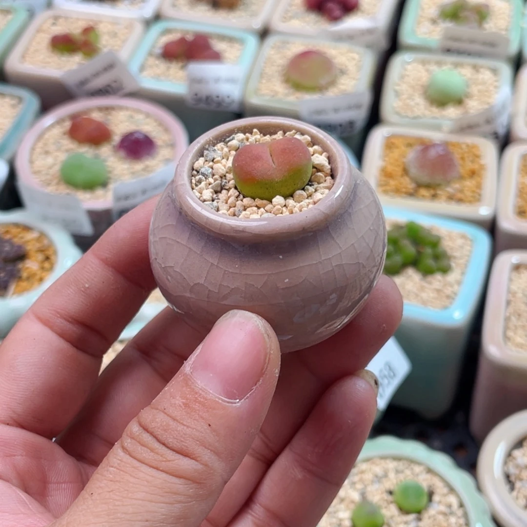 无花朵1005 -一物一拍 带盆 蟠桃1801.1